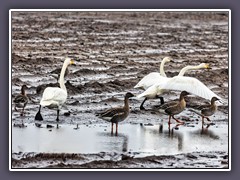 Saatgänse - Anser fabalis