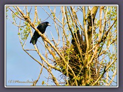 Saatkrähe - Corvus frugilegus