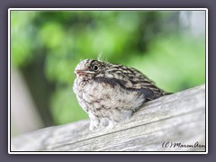 Schwarzkehlchen - Jungvogel