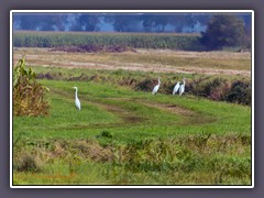 Silberreiher - Ardea alba