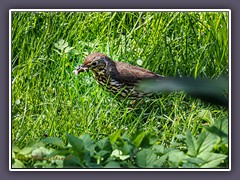 Singdrossel - Nahrung Schnecken - Regenwürmer