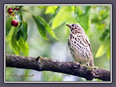 Singdrossel - Turdus philomelos