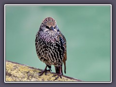 Star - Sturnus vulgaris
