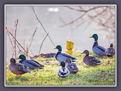 Stockenten - Anas platyrhynchos