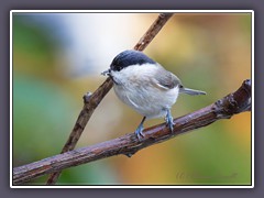 Sumpfmeise - Parus palustris 