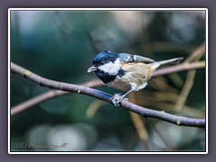 Tannenmeise. - Periparus ater