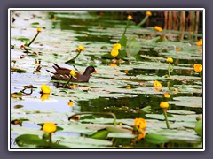 Teichralle - Gallinula chloropus