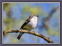 Trauerschnäpper. - Männchen
