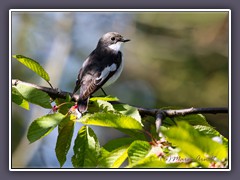 Trauerschnäpper - Ficedula hypoleuca