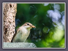 Trauerschnäpper - Weibchen