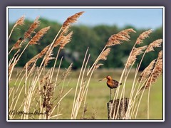 Uferschnepfe - Limosa limosa