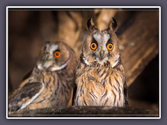 Waldohreulen - Asio otus