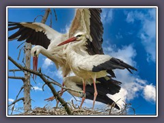 Weisstörche - Ciconia ciconia