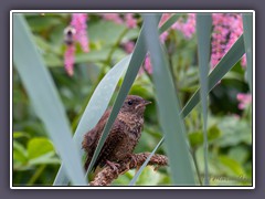 Zaunkönig - Jungvogel