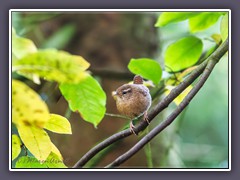 Zaunkönig - Troglodytes troglodytes