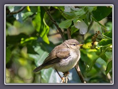 Zilpzalp - Phylloscopus collybita