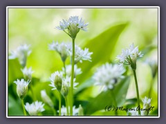 Bärlauch - Allium ursinum 