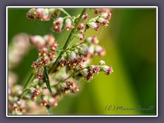 Gemeiner Beifuss - Artemisia vulgaris