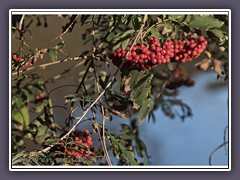 Leuchtend rote Vogelbeeren - Eberesche