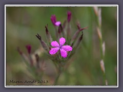Raue Nelke - Dianthus armeria