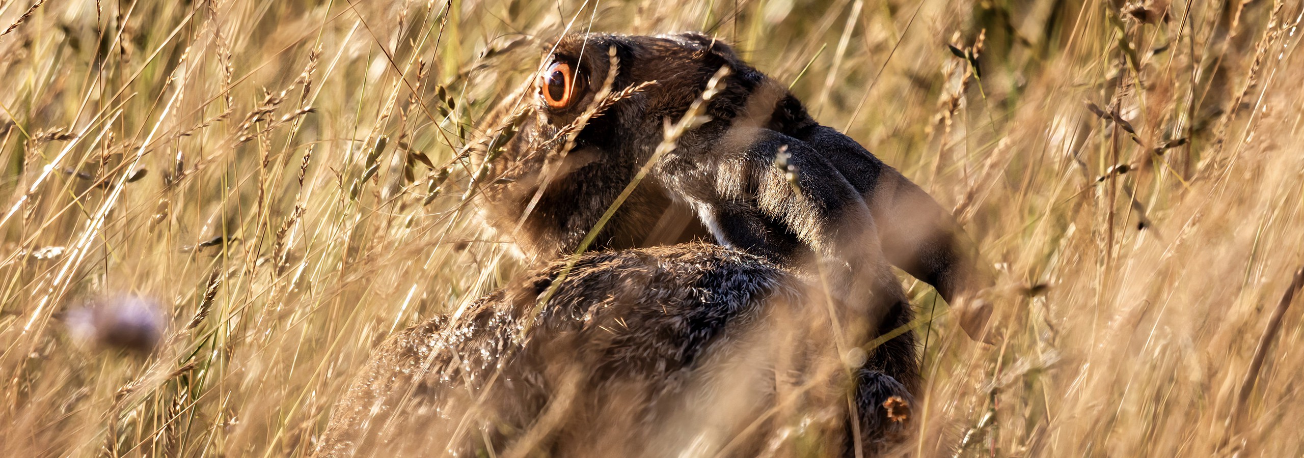 Versteckt im Gras
