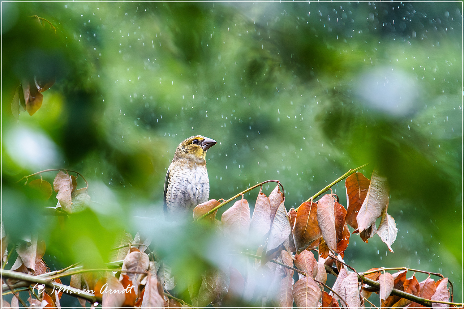 Junger Kernbeisser im Regen