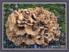 Frischer Riesenporling